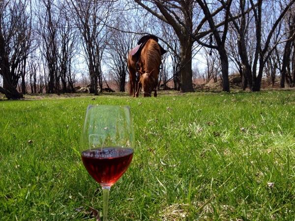 Heal With Horses tweet media