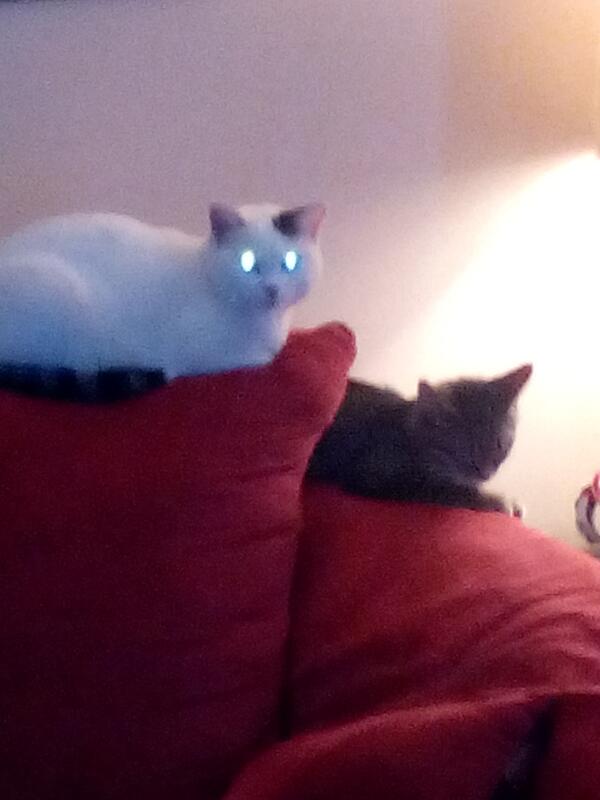 gd_kind's tweet photo. But you should fear a black cat. Yeah ok http://t.co/agA2LWPRL7