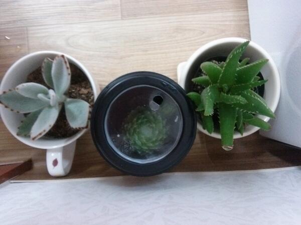 행소 섬 인의 장의사 영가 사랑 스럽다만 천원응