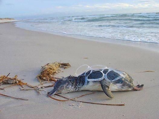 PlasticPollutes's tweet photo. A sad reminder that #plasticpollution truly is the ocean's silent killer. http://t.co/HPSsNE1npd