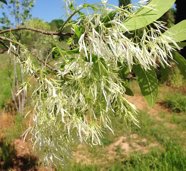 Hunter_Trees's tweet image. The Fringe Tree is often called "Old Man's Beard" because of the way the white blooms hang off the branches #cooltree