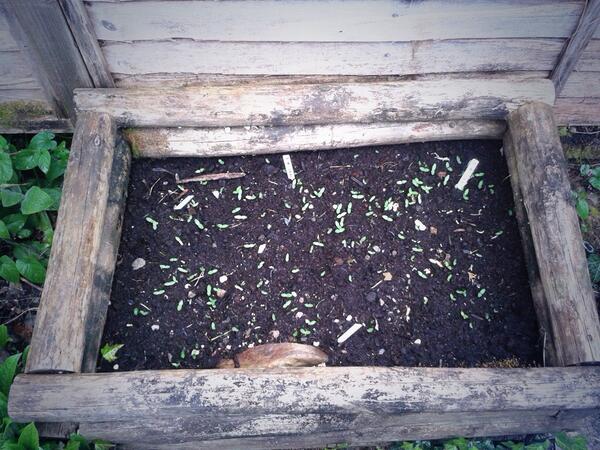 Stokecwi's tweet image. We've got wild flowers growing #savethebees thanks to @GrowWildUK for the seeds