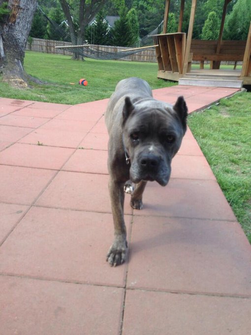 For who asked about the other lazy one! Meet Hank Lane. Aka man of the house 💋 http://t.co/xBYFvxiFP<a href="/tag/giants"class="tags"><span>#giants</span></a>