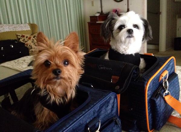 bellablue63's tweet photo. @JetBlue Cute enough to fly free? http://t.co/B80UxvA5E1