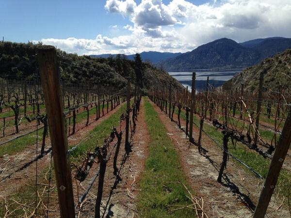 Finishing this year's pruning under warm sunny skies. May always prune late from now on.