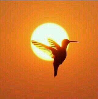 animaldc7's tweet photo. ¡Buenas noches! http://t.co/Fy31nlFXaY