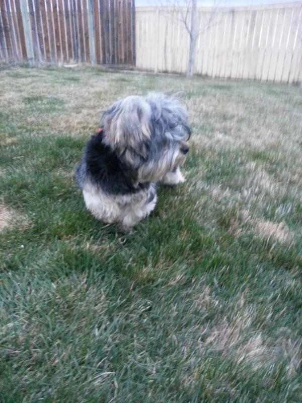 Anyone missing this dog? Found on fairount blvd w #yql <a href="/LethbridgeCity/">City of Lethbridge</a> <a href="/LethLostPets/">LethbridgeLostPets</a> <a href="/LETHPETLOCATION/">Leth Pet Location</a>