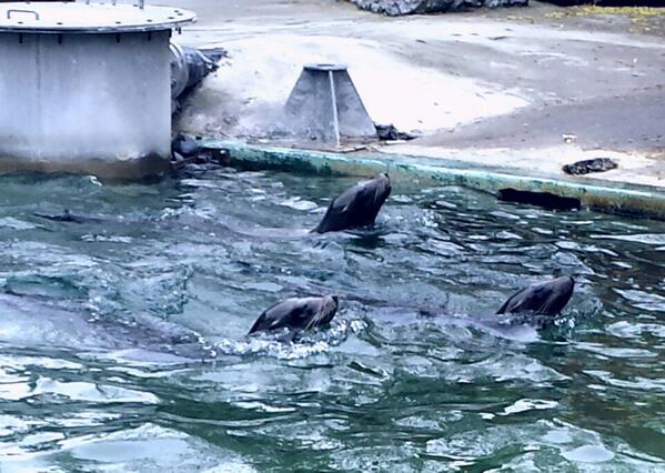 JenButtimer's tweet image. adored the sea lions @ Dublin Zoo last weekend.
