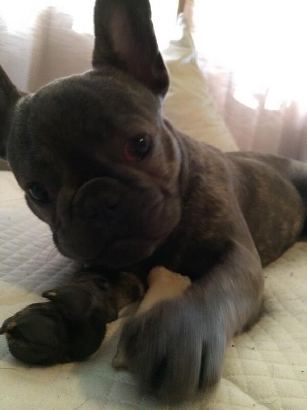 Bjergsen's tweet image. Kappa says hallo!