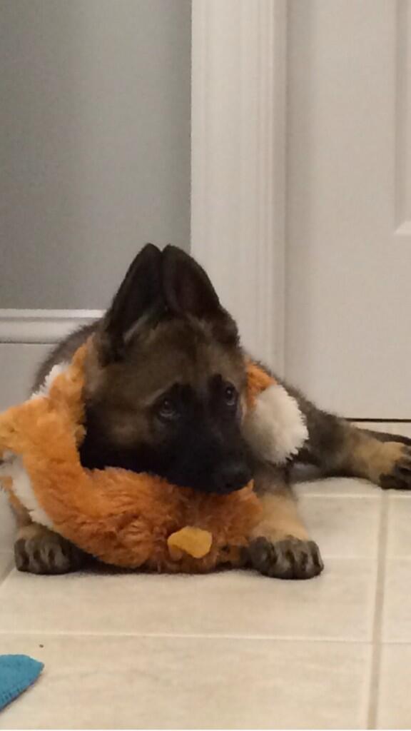 markkwasnick's tweet photo. @jpolch flat fox http://t.co/r7Jrc6yvri