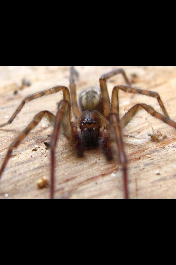 Squirtle Follow Back tweet media