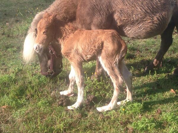 PonyDynasty's tweet photo. 4 hours old http://t.co/1uUSomzdka