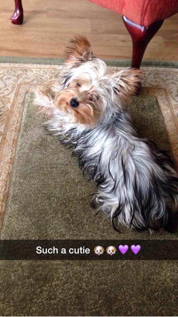 OfficialYorkies's tweet photo. I love the camera 💜🐶 http://t.co/RreEYNHUNQ
