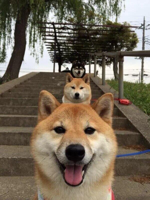 The Pets Of Japan Wish You A Happy New Year Some Are Happier About It Than Others Photos Soranews24 Japan News