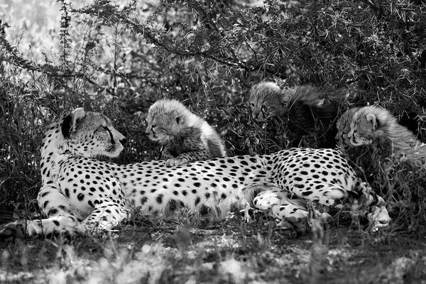 Cheetah mother and her four secrets, by Eric Bradshaw <a href="/outdoorphotoza/">Outdoorphoto.co.za</a> #Africa #GreatNature