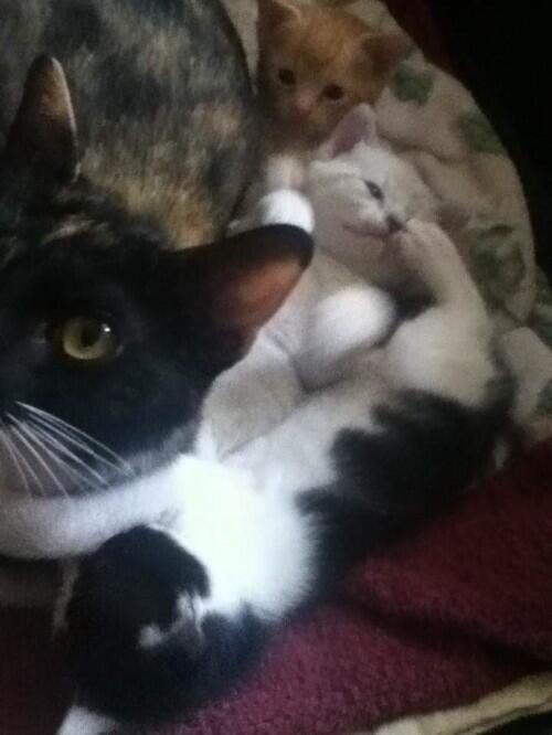 AvalonWebMagic's tweet photo. Upload your pet to Emily's Pet Palace and win a Kindle Fire! http://t.co/O5tevNZ0S2 http://t.co/RafAS1LlEL