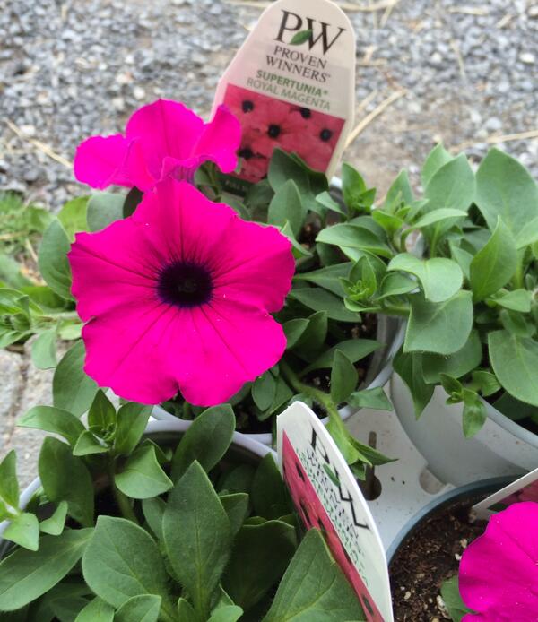 ReedsGreenhouse's tweet photo. Something bright for you. Supertunia Royal Magenta Petunia (not many left - $2.99 of our local grown 4.5" pots) http://t.co/KVJ4MHba3u