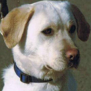 ArmyPost's tweet image. Sasha the @BritishArmy Labrador killed in #Afghanistan to be awarded 'animal VC' by @PDSA_HQ thenorthernecho.co.uk/news/11177565.…