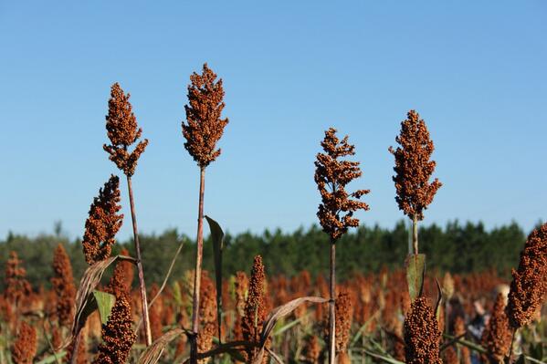 FIHSPhoto's tweet photo. children of the corn http://t.co/GM33HhUTak