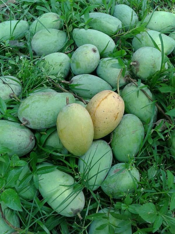 oloopennet3's tweet image. Mago