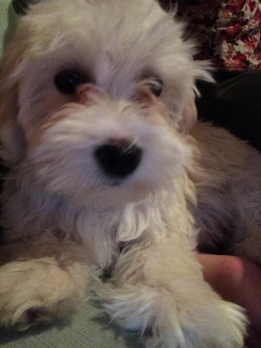 My puppy keeps peeing every time she gets excited,I need ideas on making a diaper.I tried a Pad&amp;that