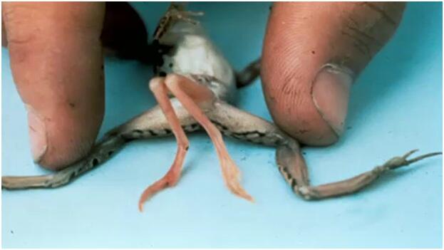 Cmk2wl 海外で ヤマトシジミの奇形とともに 福島のミューテーションとして掲載されていたカエル Http T Co Bxvmndhfjm Twitter Cmk2wl 海外で ヤマトシジミの奇形とともに 福島のミューテーションとして掲載されていたカエル Http T Co Bxvmndhfjm Twitter