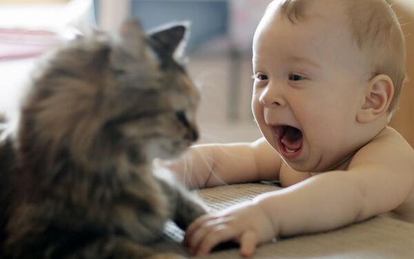 #funny #baby #cat