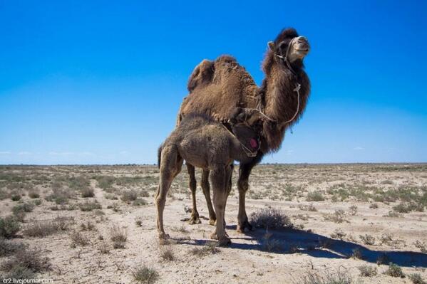 Библейские волхвы. Волхвы на верблюдах живопись. Сам себе царь и верблюд. Сам себе царь и верблюд. Сам себе царь и верблюд.
