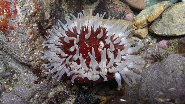 Go wild foraging, on seashore safaris, coastal walks in Louisburgh,<a href="/MulrannyTourism/">Mulranny Tourism</a> <a href="/clareislandadv/">ClareIslandAdventure</a>