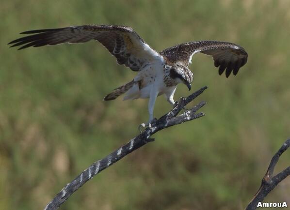 AbdullahAmrou's tweet photo. العقاب النساري .. عقاب السمك ولحظة انقضاض
#تصويري #بعدستي #الحياة_الفطرية #ospry #birds http://t.co/FzAE2Rlbn7