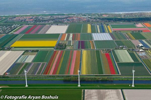 Fluwel op de foto... Zo zien we ons Tulpenland graag! :) #tulpen #luchtfoto