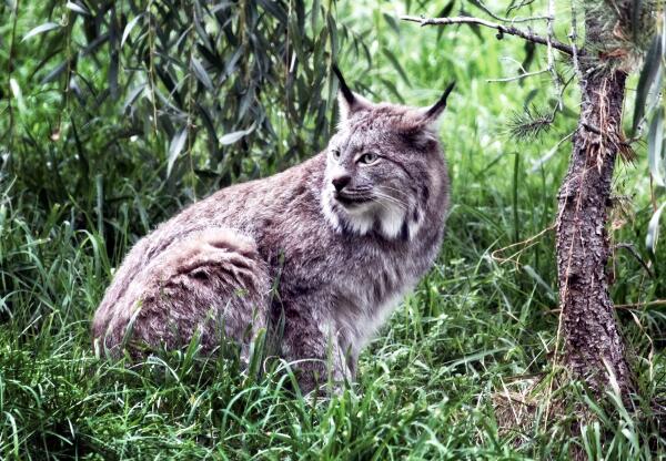 ADouglasPhotos's tweet image. Lynx checking out the hood. #Kamloop #GreatNature #ExploreBC