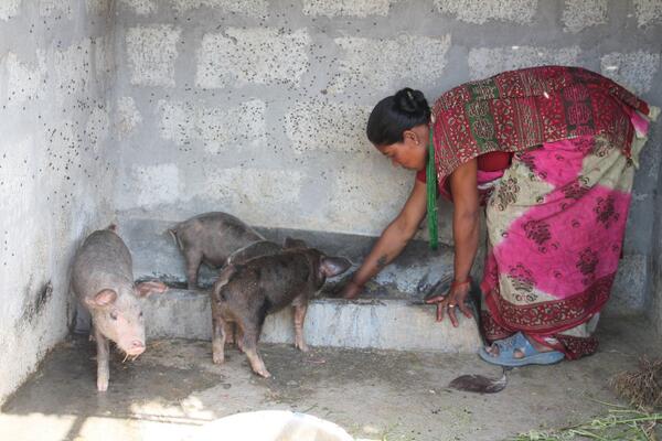 KidsRights's tweet image. Anshu&apos;s ouders hebben een training en varkens gekregen om een varkenshouderij te onderhouden. #prodg