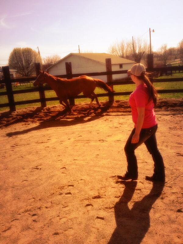 myrandak14's tweet image. Doing work!👌❤️
#loveworkin #newhorses #thinkintime