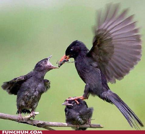 ドッキリ びっくり 激写 爆笑画像集 Funnysillyimage Twitter