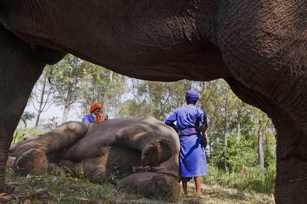 #Loksabha2014 4 Nihangs,traditional Sikh warriors,elephants are gentle giants to be respected bit.ly/1nZjoYG