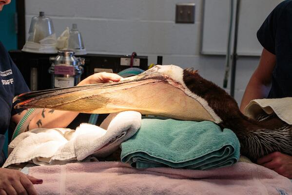 International Bird Rescue tweet media