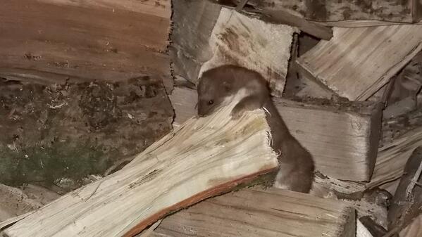 Orroland Cottages tweet media