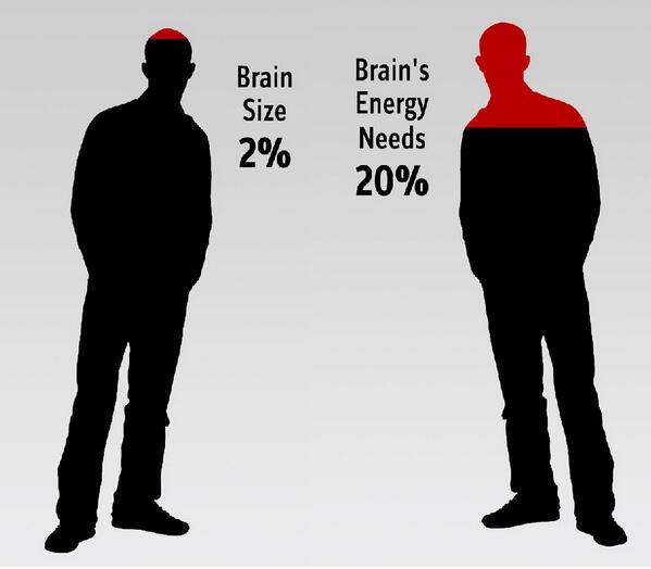 Weird Science on Twitter: "The human brain represents 2% of our body weight,  but 20% of our energy consumption. http://t.co/B15Zbm56io" / Twitter