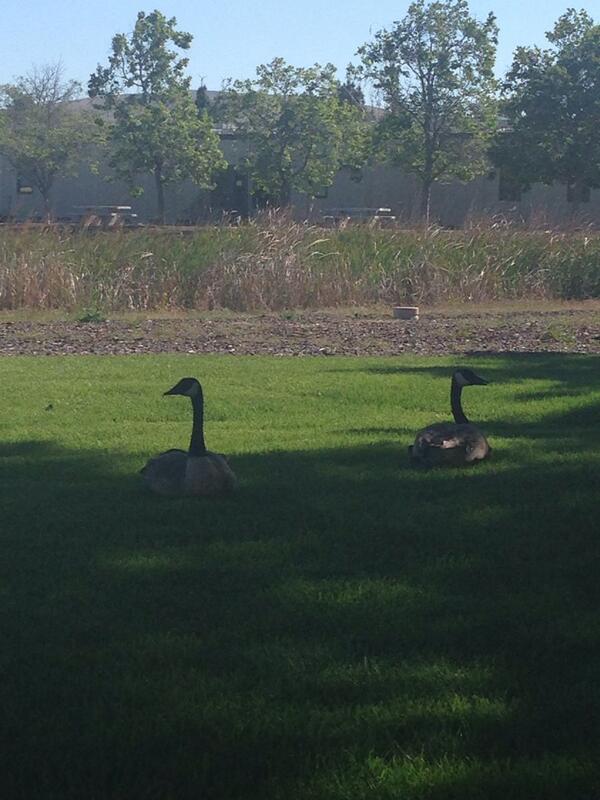 TurtlekiddMiner's tweet photo. Early lunch guests #sh4dowd4y @sh4dowd4y http://t.co/QSutfOXGCj