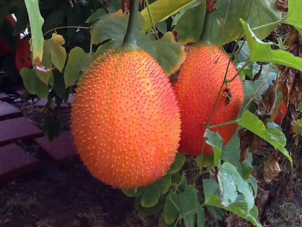 FishrockLabs's tweet photo. The star of Fishrock Labs, the #redmelon. It is native to S.E. Asia. It's beautiful,  #nutritiousanddelicious http://t.co/Y7ruy4HorX