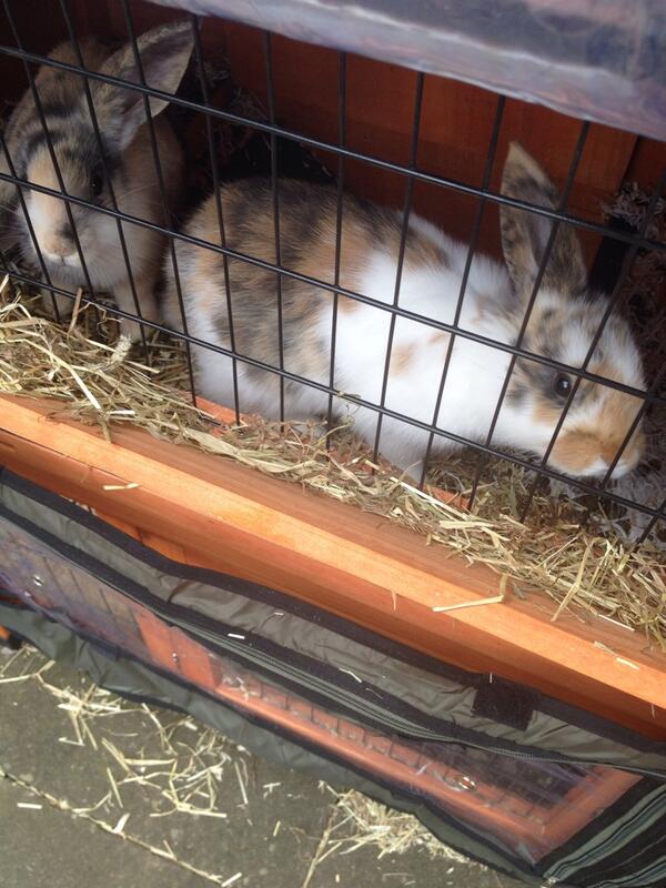 emmm95's tweet photo. Meet Kolo and Yaya! #bunnies http://t.co/oKmFEryPVf
