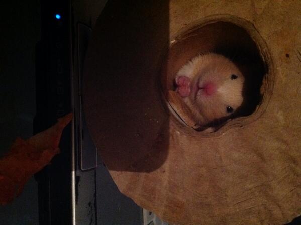 jonadeaths's tweet image. Mi mascota con pan imbicible #mascotas #hermoso #momentosfelices