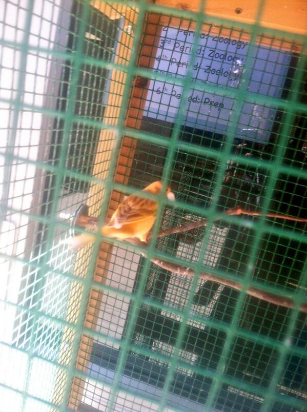 SchoolOfBirds's tweet photo. EXPLICIT CONTENT: 18+ to view ! Our #BirdsOfAmador trapped in this cage. Birds should be in #nature not #greencages http://t.co/PJTPVYppAu