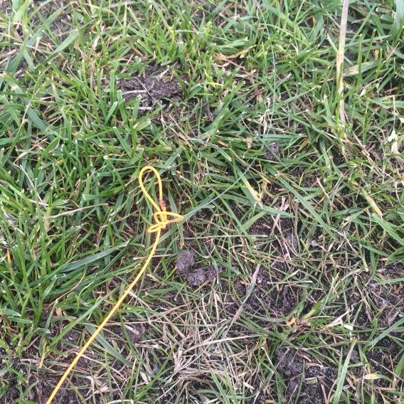 FlyCommission's tweet image. Oopsie... Got to love distance casting practice! #windknot #flycasting #grasscast