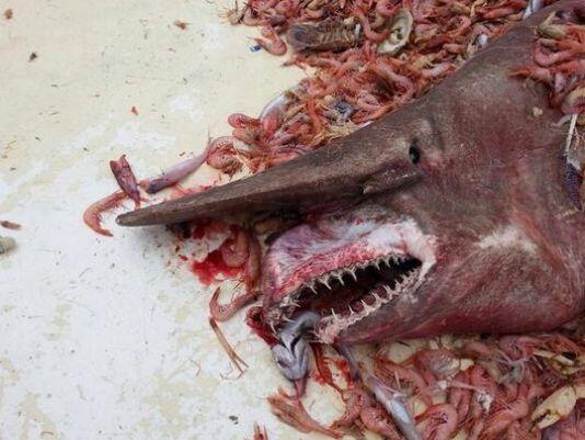 ksdknews's tweet photo. Watch out! Rare goblin shark caught off Florida Keys #KSDK http://t.co/CbZl5V0lIN http://t.co/CnWVAIseI8