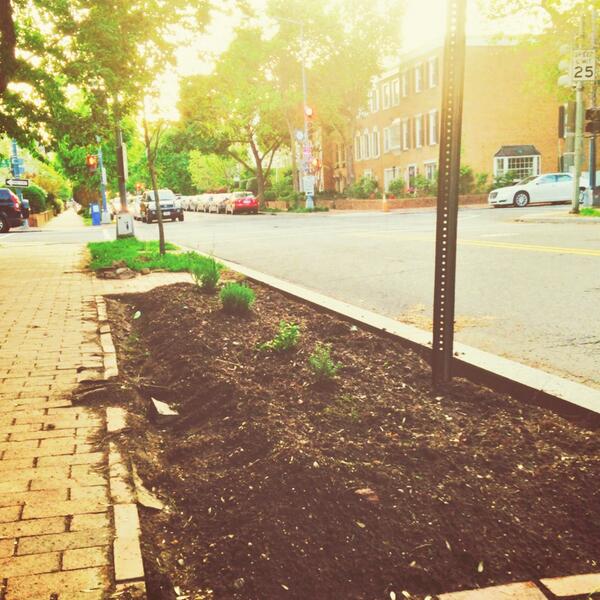 DCgreenSpace's tweet photo. Some #gangster #gardening of #herbs on #capitolhill #dc.  #gardendc #growyourown #plantsomeshit #edibles #gardenchat http://t.co/HTBYKEfTDb