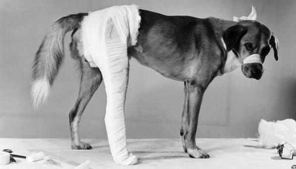 manterito's tweet image. #MeReEnfermaQue Siga existiendo el maltrato animal, las corridas de toros y las peleas de gallos, malditos sean.