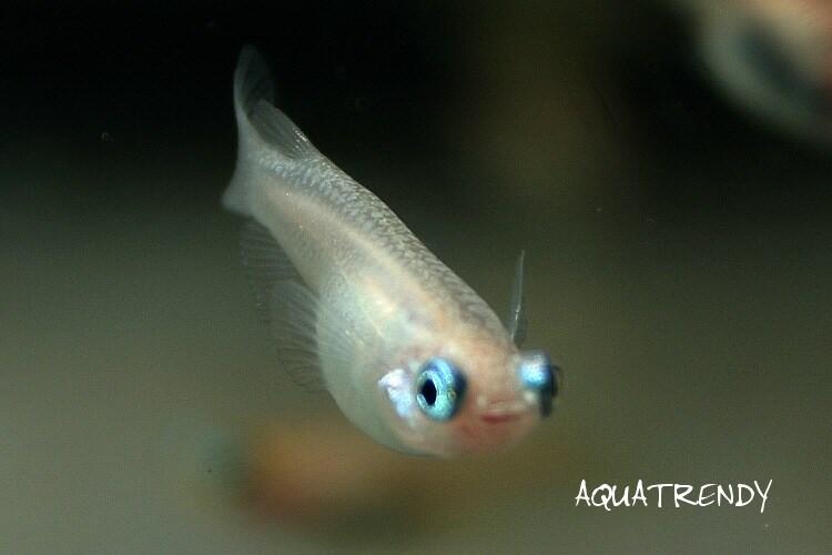 アクアトレンディ メダカが入荷してます 写真は出目めだか そのほかスーパー幹之 半だるま スーパーブラックめだか 等 店内 めだかコーナーにて販売中です Http T Co 8qq80y7ymp Twitter