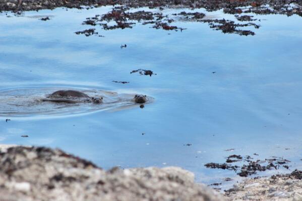 And so we head back up to South Uist &amp; the first thing we spot are these beauties: